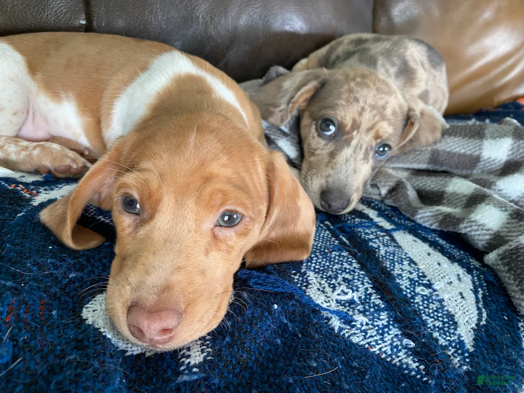 Miniature Dachshund dogs for sale: Reggie - Ad 2
