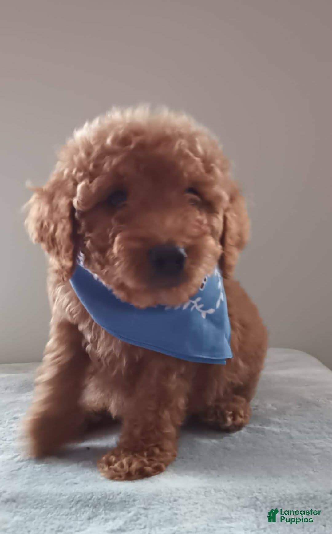 Goldendoodle dogs for sale: Little Bear  - Ad 1