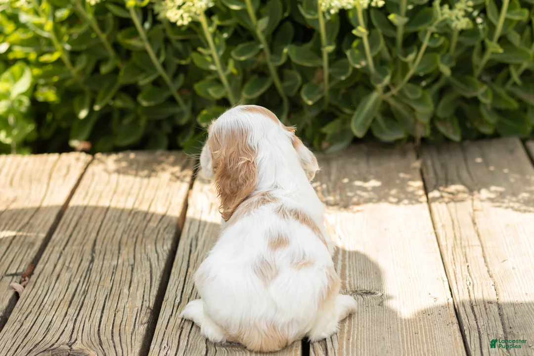 Cocker Spaniel dogs for sale: Brooks  - Ad 5