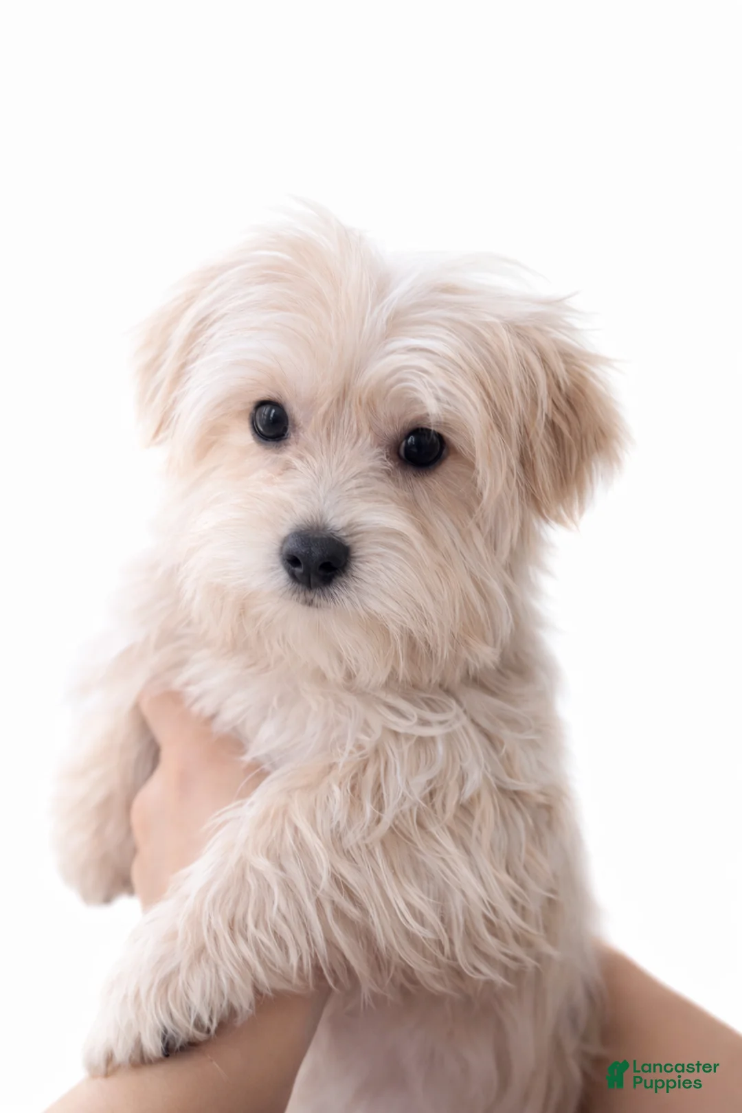 Morkie dogs for sale: Bruno - Ad 1