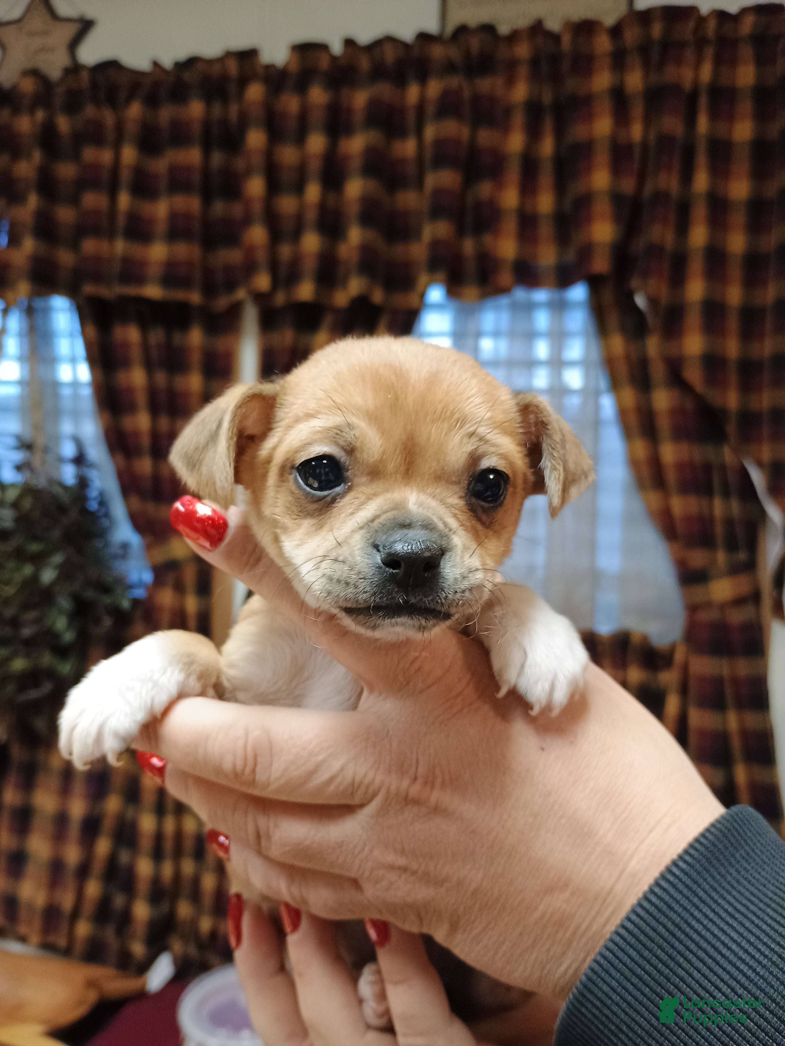 Chihuahua dogs Winnie - Ad 39