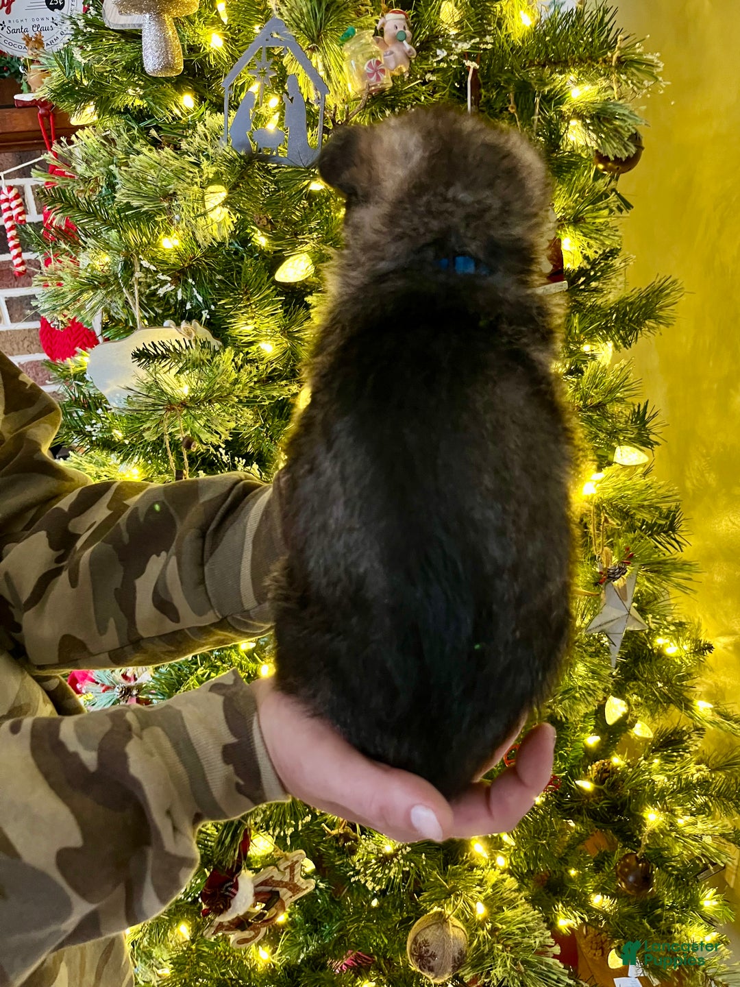 German Shepherd dogs for sale: Prancer - Ad 4