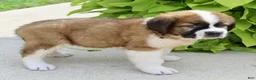 Saint Bernard dogs for sale: Lucy - Ad 6