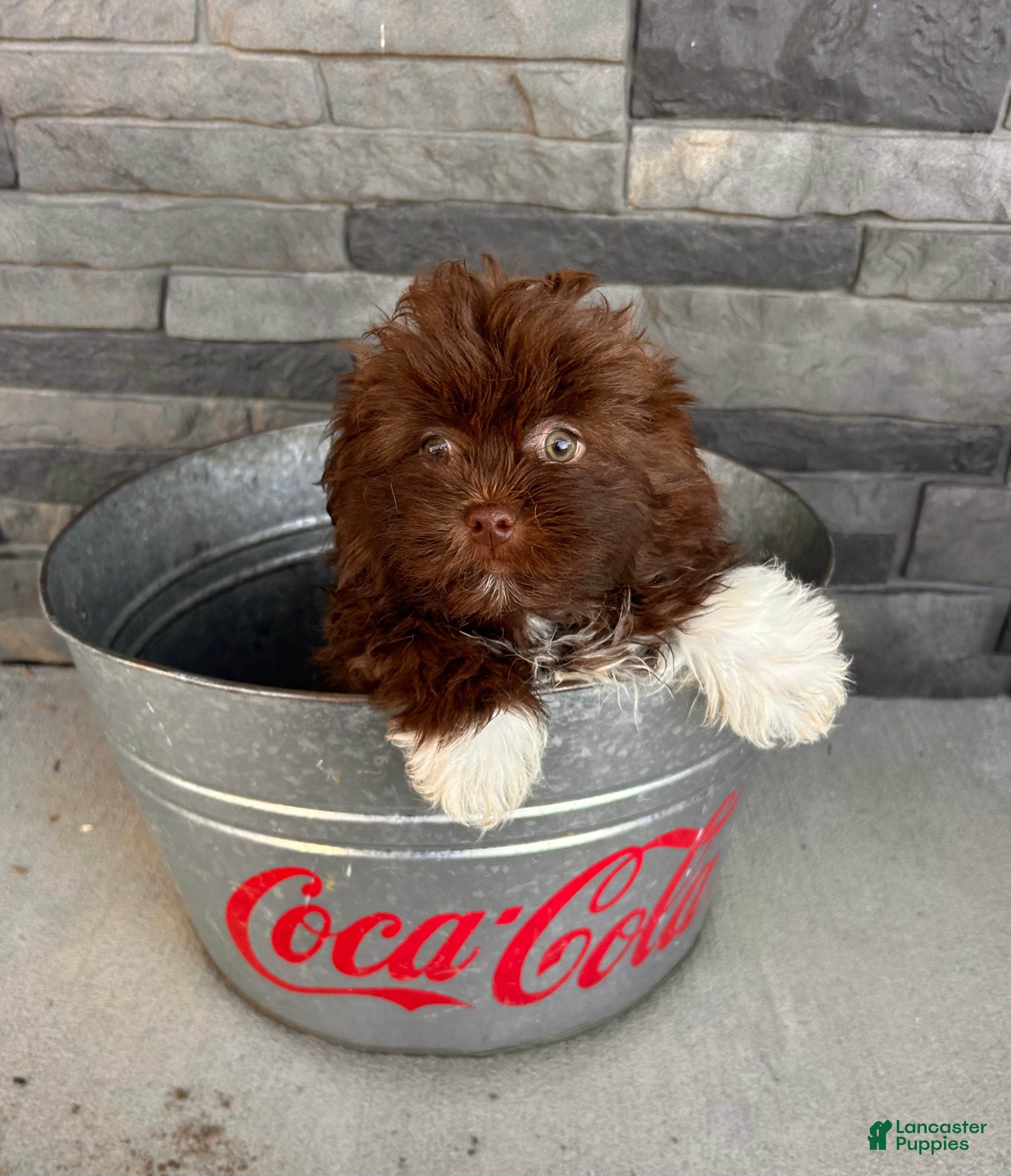 Mixed Breed dogs Gulliver - Ad 1