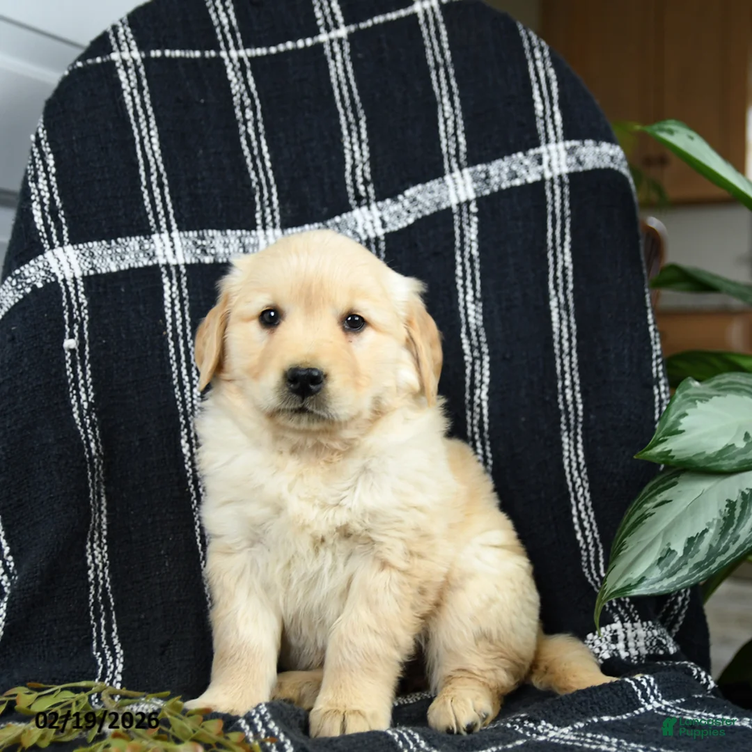 Golden Retriever dogs for sale: Peaches - Ad 3