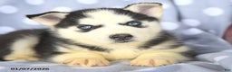 Siberian Husky dogs for sale: Baldwin - Ad 4