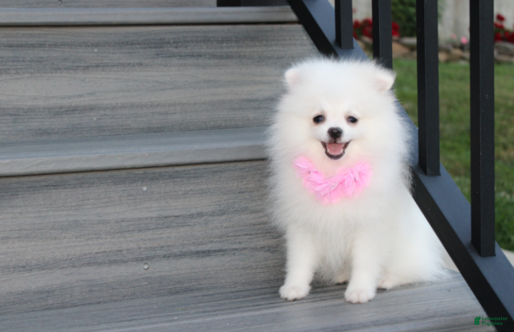 Pomeranian dogs Reese - Ad 2