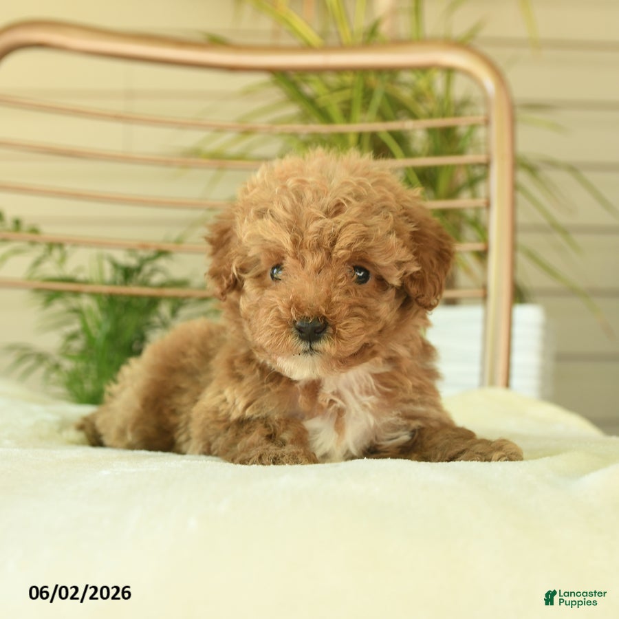 Miniature Poodle dogs for sale: Quincy - Ad 3