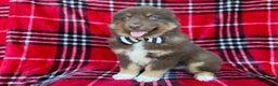 Miniature Australian Shepherd dogs for sale: Yoda - Ad 3