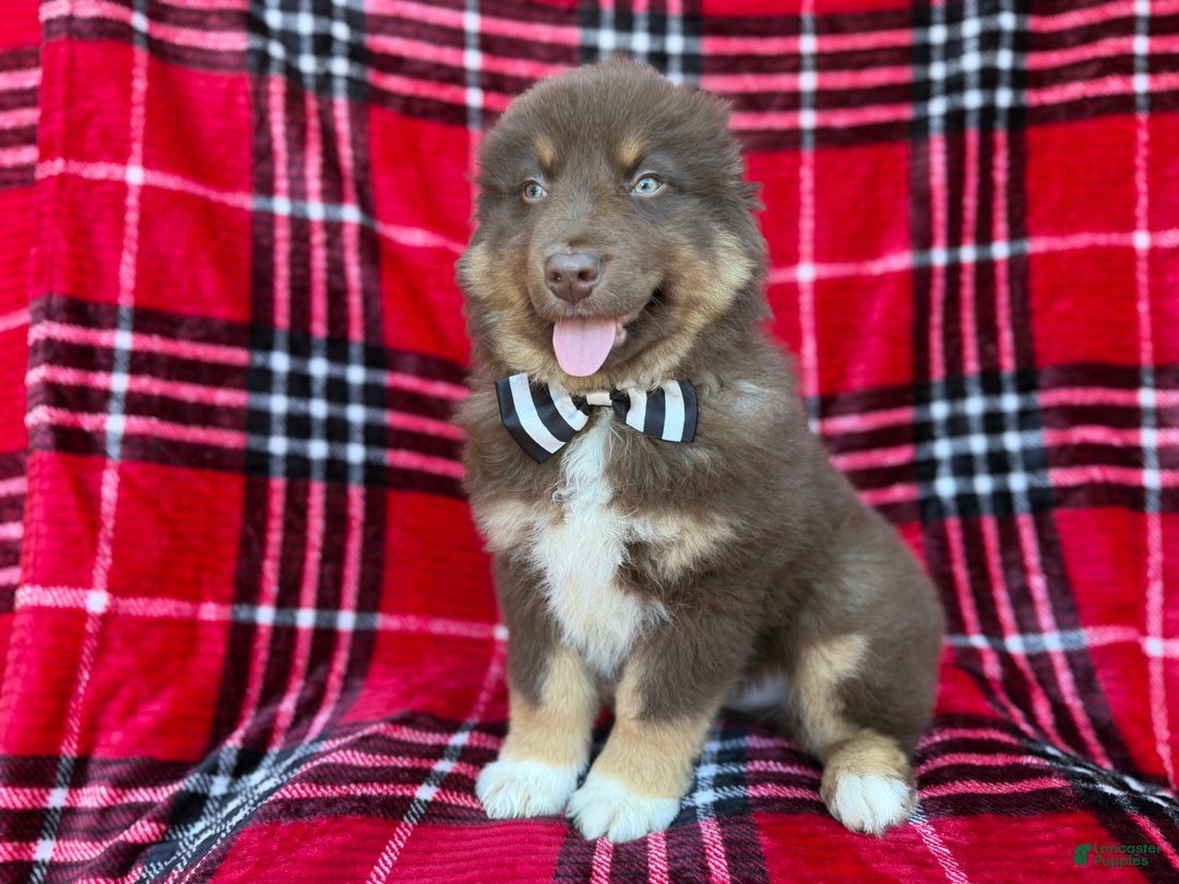 Miniature Australian Shepherd dogs for sale: Yoda - Ad 3