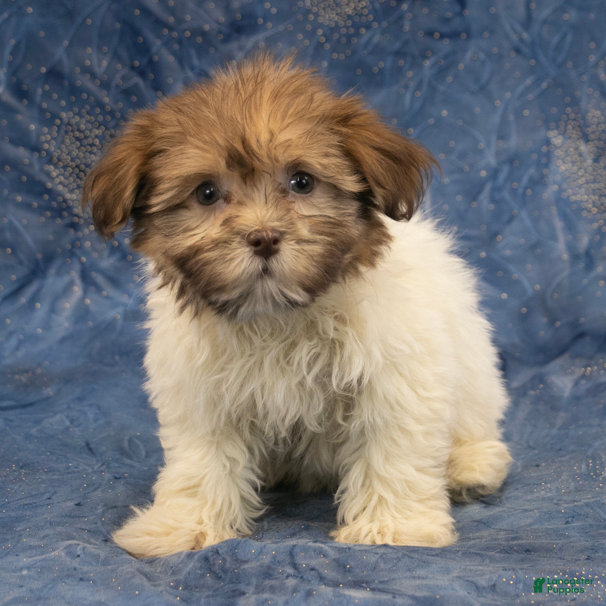 Havanese dogs Mia - Ad 2