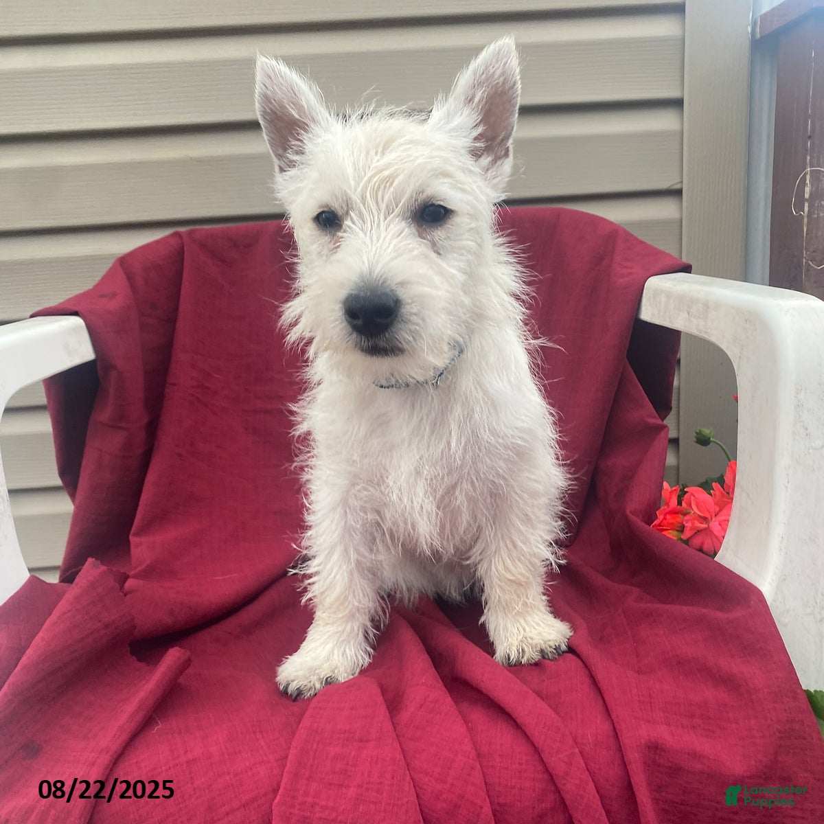 West Highland Terrier Puppies for sale in New York Lancaster Puppies