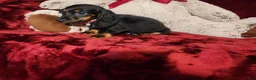 Miniature Dachshund dogs for sale: WALKER - Ad 4