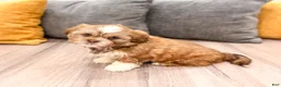Shih Tzu dogs for sale: Skye - Ad 4