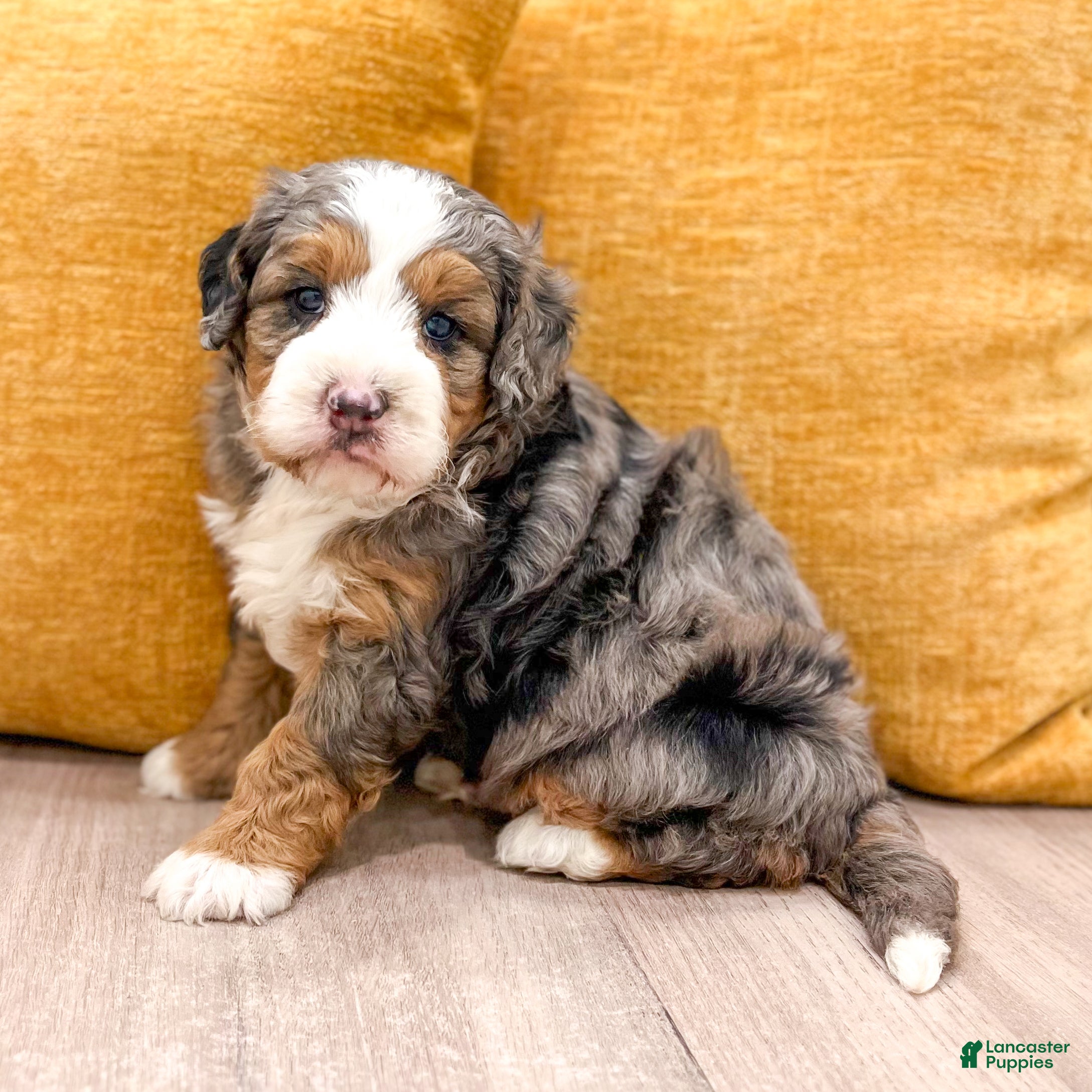 Mini Bernedoodle dogs Ranger - Micro Mini - Ad 1