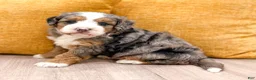 Mini Bernedoodle dogs for sale: Ranger - Micro Mini - Ad 1