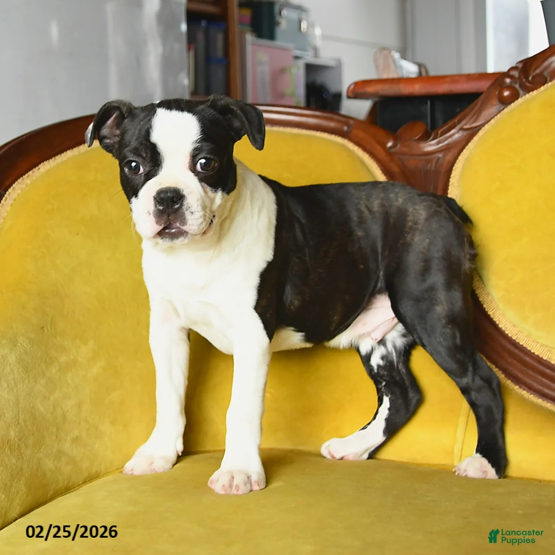 Boston Terrier dogs for sale: Dasher - Ad 2