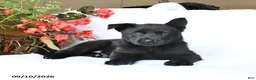 German Shepherd dogs for sale: Maisie - Ad 4