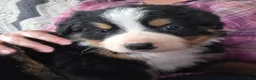 Bernese Mountain Dog dogs for sale: Bernese Mountain Dog Puppy 4 - Ad 9
