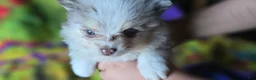 Pomeranian dogs for sale: Charles - Ad 5