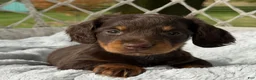 Miniature Dachshund dogs for sale: Bentley - Ad 3