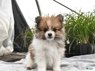 Pomeranian dogs for sale: Daisy - Ad 1