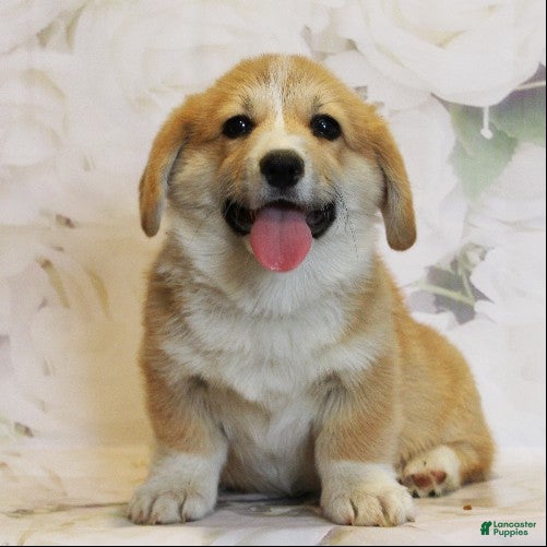 Welsh Corgi Pembroke dogs Crew - Ad 2
