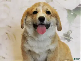Welsh Corgi Pembroke dogs for sale: Crew - Ad 2