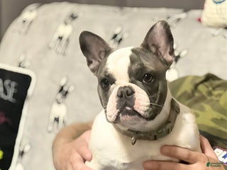 French Bulldog dogs - Ad 9