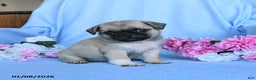 Pug dogs for sale: Theodore - Ad 2
