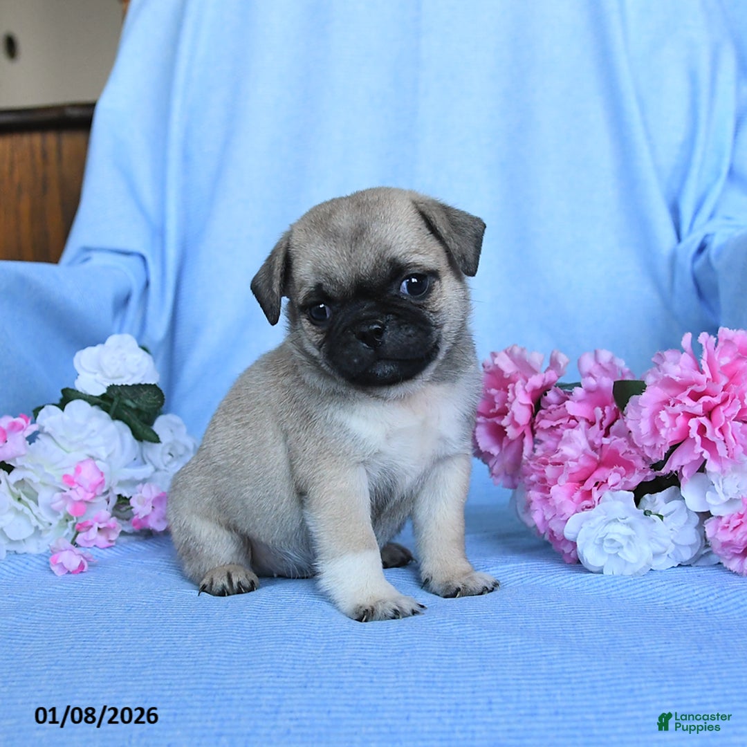 Pug dogs for sale: Theodore - Ad 2