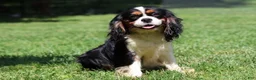Cavalier King Charles Spaniel dogs for sale: Roman - Ad 8
