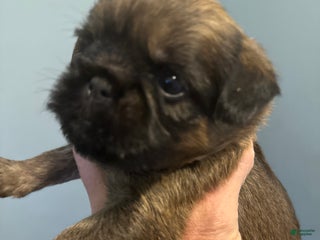 Brussels Griffon dogs - Ad 1