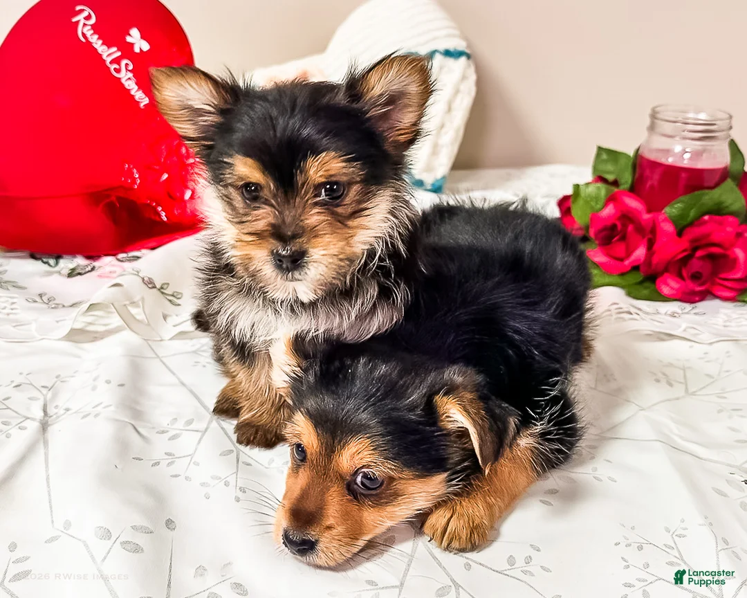 Mixed Breed dogs for sale: Madison - Ad 7