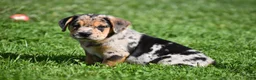 Beabull dogs for sale: Denver - Ad 3