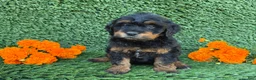 Mini Goldendoodle dogs for sale: Lola - Ad 4