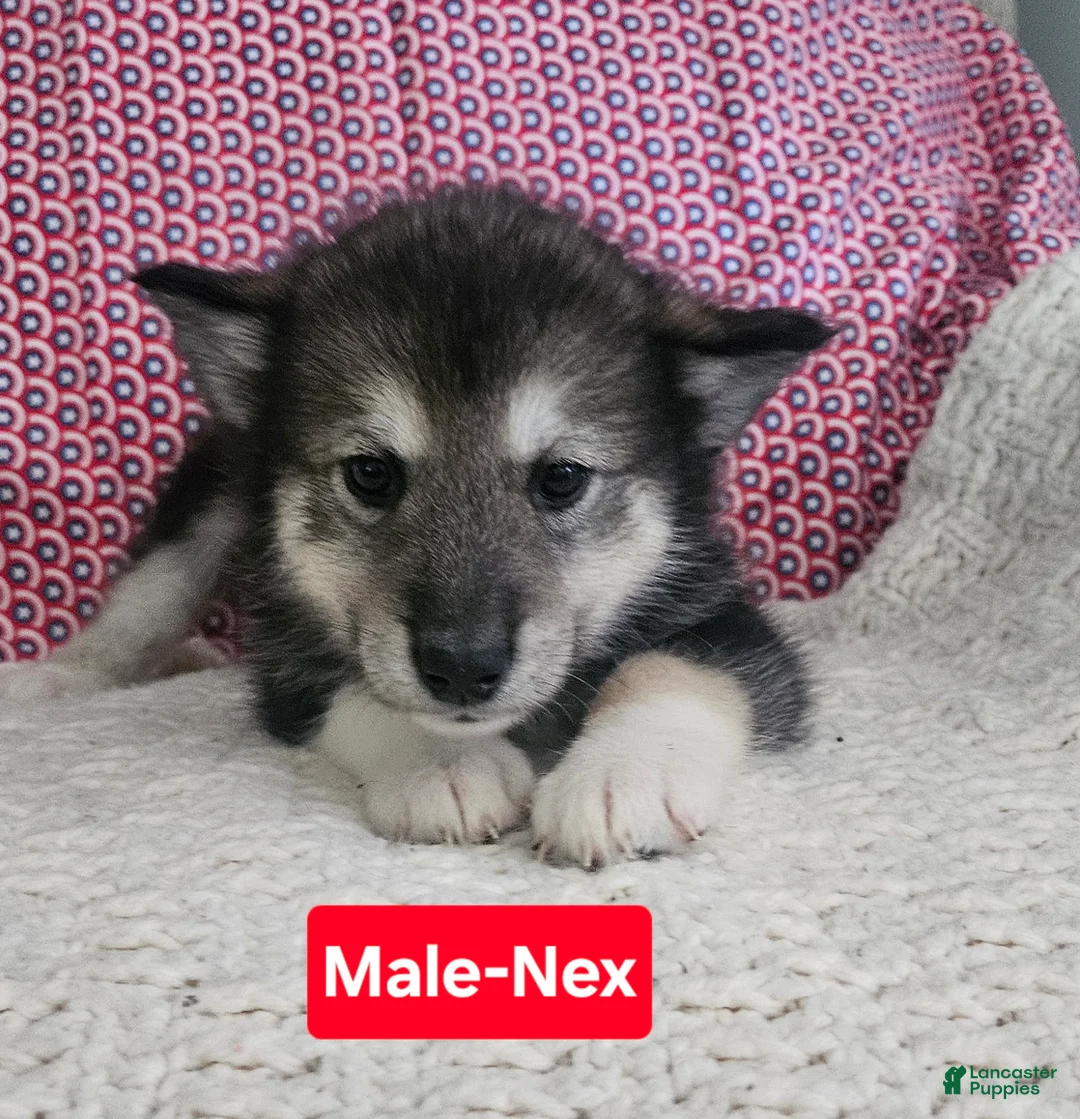Alaskan Malamute dogs for sale: Alaskan Malamute 6 - Ad 1