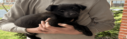 Mixed Breed dogs for sale: Mixed Breed Puppy 1 - Ad 9
