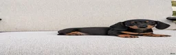 Miniature Dachshund dogs for sale: Freddie  - Ad 6
