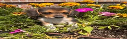 Beagle dogs for sale: Luna - Ad 11