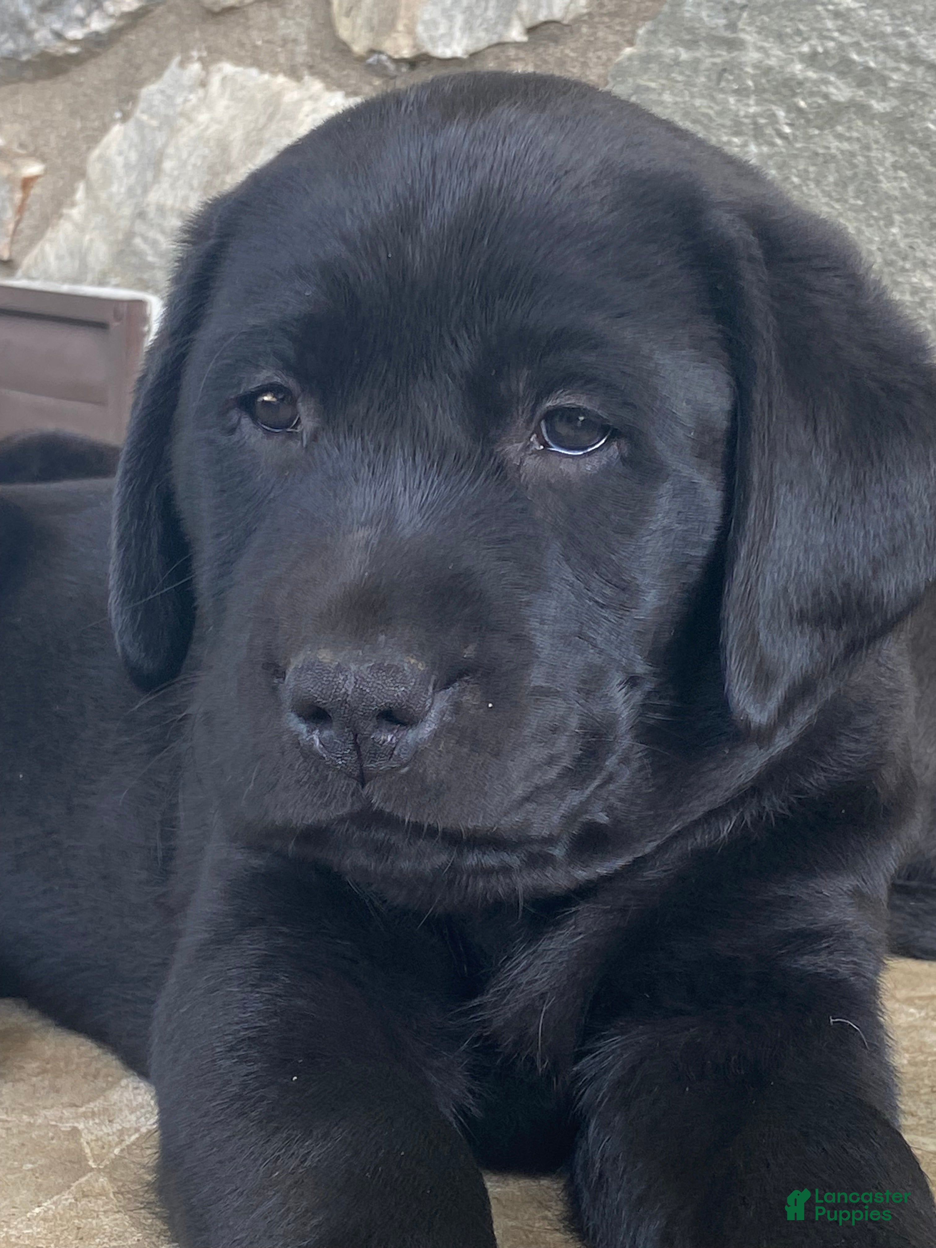 Labrador Retriever dogs Maggie - Ad 1