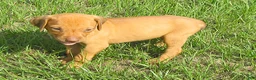 Rhodesian Ridgeback dogs for sale: Rhodesian Ridgeback 4 - Ad 4