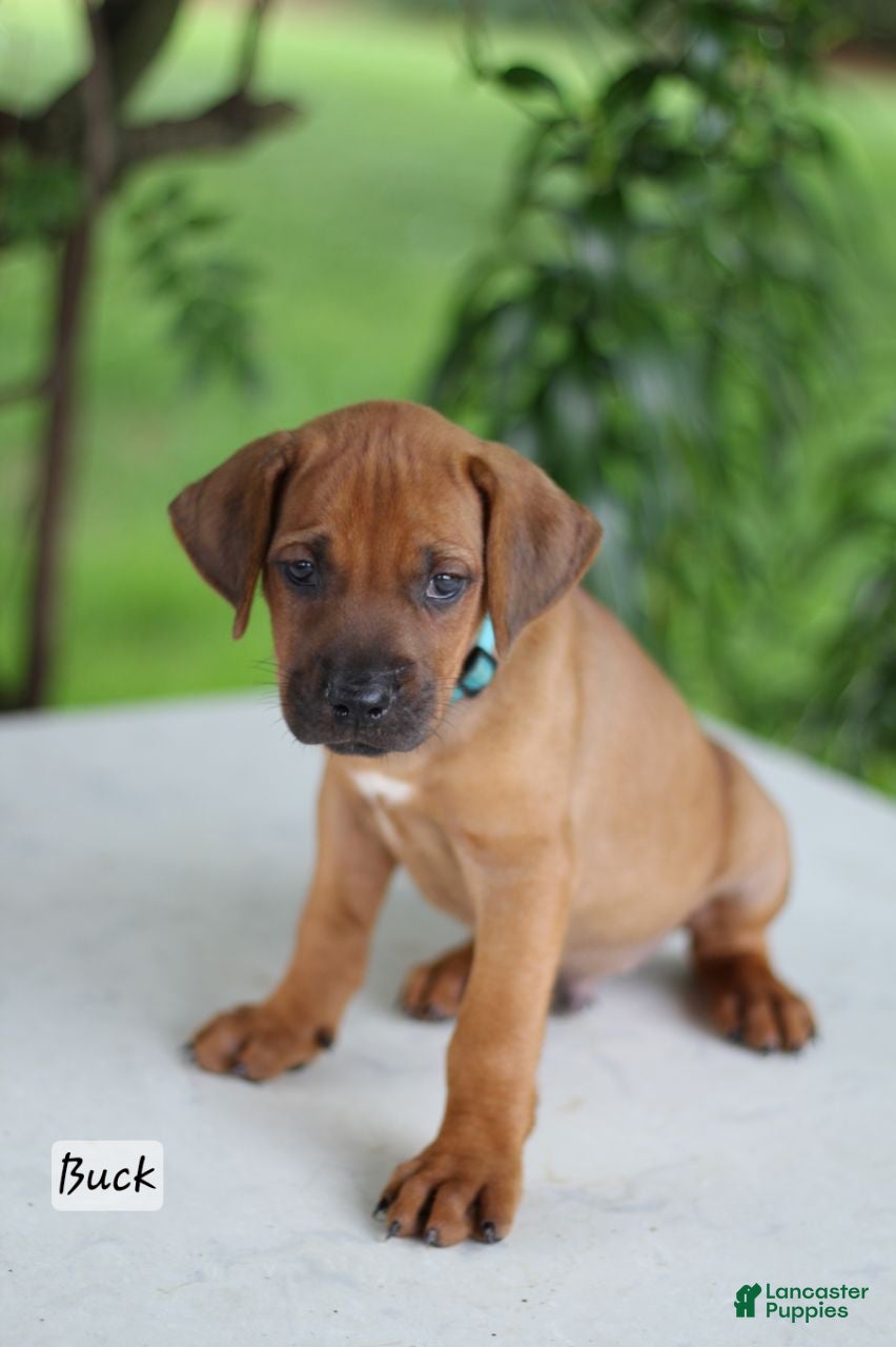Rhodesian Ridgeback dogs Buck - Ad 1