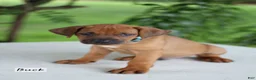Rhodesian Ridgeback dogs for sale: Buck - Ad 1