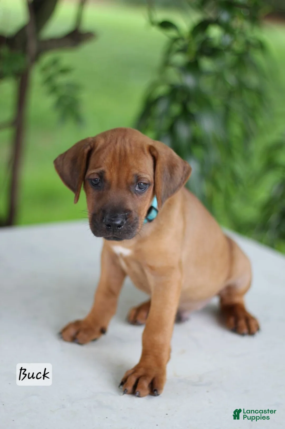 Rhodesian Ridgeback dogs for sale: Buck - Ad 1