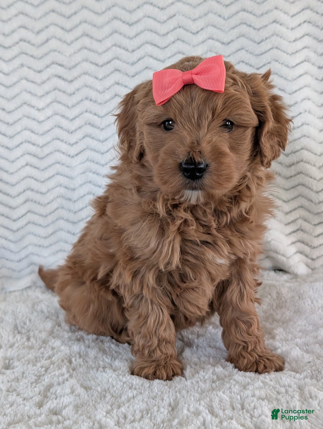 Goldendoodle dogs for sale: Bella - Ad 13