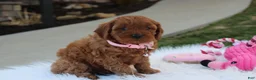 Cavapoo dogs for sale: Darcy  - Ad 6