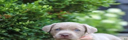 Labrador Retriever dogs for sale: Clover - Ad 7