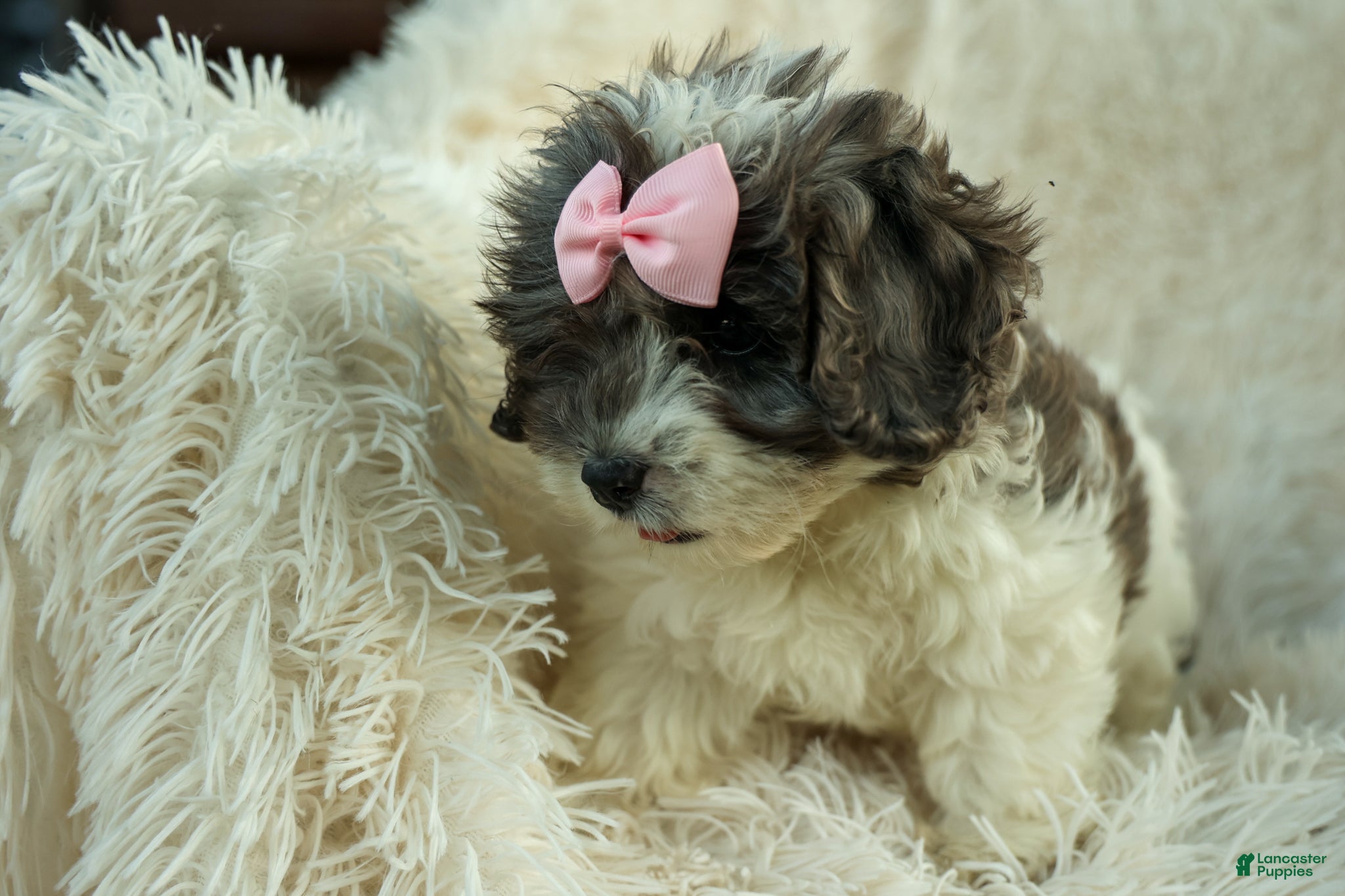 Cavapoo dogs Rain🌸🐾 - Ad 2