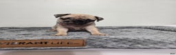 Pug dogs for sale: Pug Puppy Maggie  - Ad 2